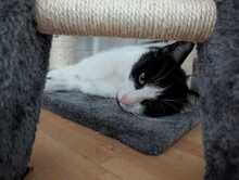 FELIX, Katze, Europäisch Kurzhaar in Ludwigshafen - Bild 6
