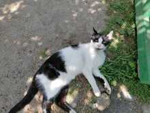 FELIX, Katze, Europäisch Kurzhaar in Ludwigshafen - Bild 7