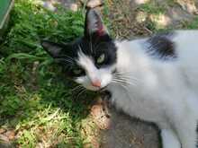 FELIX, Katze, Europäisch Kurzhaar in Ludwigshafen - Bild 8