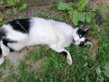 FELIX, Katze, Europäisch Kurzhaar in Ludwigshafen - Bild 9