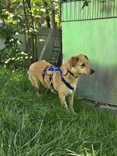 AIKA BC16, Hund, Mischlingshund in Essen - Bild 1