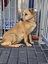 AIKA BC16, Hund, Mischlingshund in Essen - Bild 3