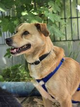 AIKA BC16, Hund, Mischlingshund in Essen - Bild 4