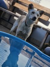 ANDIE BC12, Hund, Mischlingshund in Essen - Bild 2
