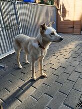 ANDIE BC12, Hund, Mischlingshund in Essen - Bild 3