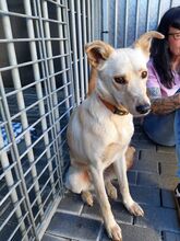 ANDIE BC12, Hund, Mischlingshund in Essen - Bild 4
