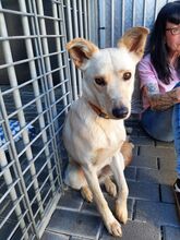 ANDIE BC12, Hund, Mischlingshund in Essen - Bild 5