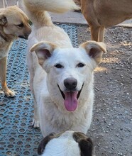 ROCCO, Hund, Mischlingshund in Rumänien - Bild 1