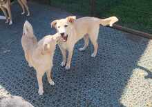 ROCCO, Hund, Mischlingshund in Rumänien - Bild 10