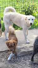 ROCCO, Hund, Mischlingshund in Rumänien - Bild 3