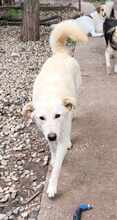ROCCO, Hund, Mischlingshund in Rumänien - Bild 4