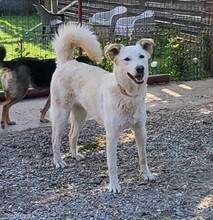 ROCCO, Hund, Mischlingshund in Rumänien - Bild 5