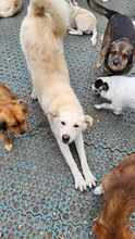 ROCCO, Hund, Mischlingshund in Rumänien - Bild 6