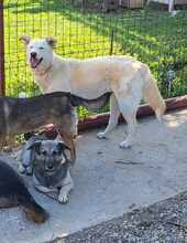 ROCCO, Hund, Mischlingshund in Rumänien - Bild 7