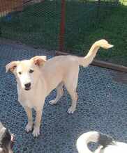 ROCCO, Hund, Mischlingshund in Rumänien - Bild 9