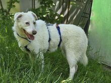 ALBA BC15, Hund, Mischlingshund in Essen - Bild 1
