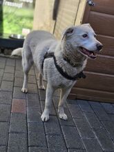ALBA BC15, Hund, Mischlingshund in Essen - Bild 2