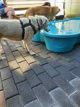 ALBA BC15, Hund, Mischlingshund in Essen - Bild 3