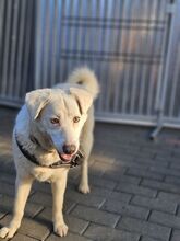 ALBA BC15, Hund, Mischlingshund in Essen - Bild 4