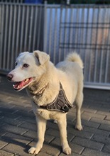 ALBA BC15, Hund, Mischlingshund in Essen - Bild 5