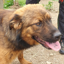 PETER, Hund, Mischlingshund in Rumänien - Bild 1
