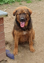PETER, Hund, Mischlingshund in Rumänien - Bild 2