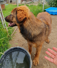 PETER, Hund, Mischlingshund in Rumänien - Bild 3