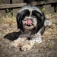 SENJA, Hund, Mischlingshund in Drentwede - Bild 2