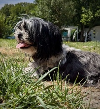 SENJA, Hund, Mischlingshund in Drentwede - Bild 4