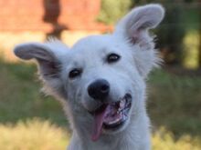 CARUSO, Hund, Mischlingshund in Ungarn - Bild 1