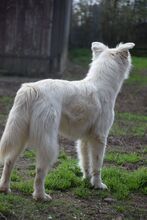CARUSO, Hund, Mischlingshund in Ungarn - Bild 3