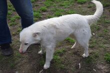CARUSO, Hund, Mischlingshund in Ungarn - Bild 4