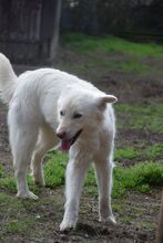 CARUSO, Hund, Mischlingshund in Ungarn - Bild 5