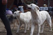 CARUSO, Hund, Mischlingshund in Ungarn - Bild 8