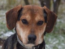 URIEL, Hund, Magyar Vizsla-Mix in Ungarn - Bild 1