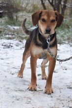 URIEL, Hund, Magyar Vizsla-Mix in Ungarn - Bild 2