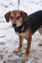 URIEL, Hund, Magyar Vizsla-Mix in Ungarn - Bild 3