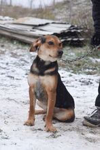 URIEL, Hund, Magyar Vizsla-Mix in Ungarn - Bild 4
