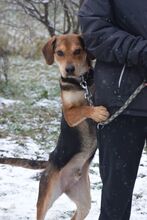 URIEL, Hund, Magyar Vizsla-Mix in Ungarn - Bild 5