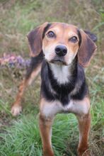 URIEL, Hund, Magyar Vizsla-Mix in Ungarn - Bild 6