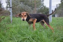 URIEL, Hund, Magyar Vizsla-Mix in Ungarn - Bild 7