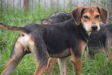 URIEL, Hund, Magyar Vizsla-Mix in Ungarn - Bild 8