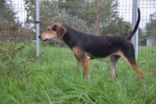 URIEL, Hund, Magyar Vizsla-Mix in Ungarn - Bild 9