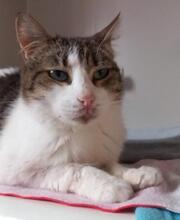 CINDY, Katze, Europäisch Kurzhaar in Spanien