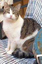 CINDY, Katze, Europäisch Kurzhaar in Spanien - Bild 2