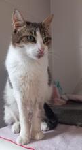 CINDY, Katze, Europäisch Kurzhaar in Spanien - Bild 3