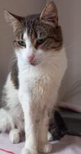 CINDY, Katze, Europäisch Kurzhaar in Spanien - Bild 4