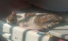 CINDY, Katze, Europäisch Kurzhaar in Spanien - Bild 5
