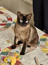 NISHA, Katze, Siamkatze in München