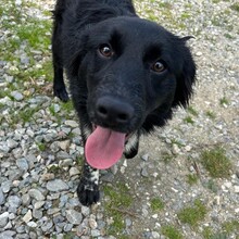 LEO, Hund, Mischlingshund in Rumänien - Bild 1